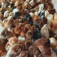 فروش انواع جوجه های یک روزه تا یک ماهه|حیوانات مزرعه|خاش, |دیوار