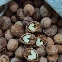 بهترین گردوی کاغذی تازه و خوش تعم