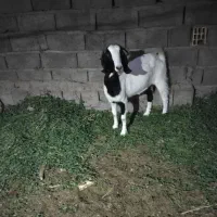 یک بز رشتی
