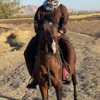 اسب|اسب و تجهیزات اسب‌سواری|پیرانشهر, |دیوار