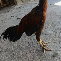 خروس لاری و مرغ و جوجه لاری|حیوانات مزرعه|کرمانشاه, |دیوار