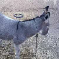 الاغ گوسفند تندرو