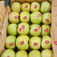 سیب قرمز و سفید|خدمات باغبانی و درختکاری|محمدبار, |دیوار