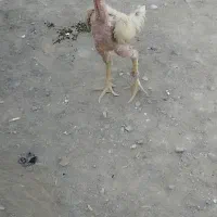 خورس لاری به شرته همه چی|حیوانات مزرعه|مشهد, شهرک شهید باهنر|دیوار