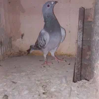 کبوتر پلاکی|پرنده|لیلان, |دیوار