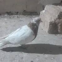 کفتر نیمتنه نر فروشی