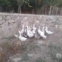 ۱۸ عدد غاز ۹عدد مولد ۹ عدد ۴ماهه