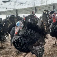 بوقلمون برنز محلی|حیوانات مزرعه|بانه, |دیوار