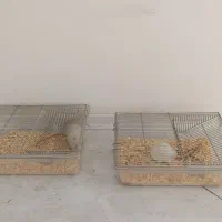 موش|موش و خرگوش|تهران, ولنجک|دیوار