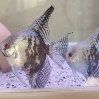 آنجل اسموکی،رزی بارب،تایرترکت ایل،کت سفلین