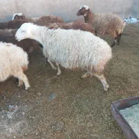 فروش بره ویژه یلدا