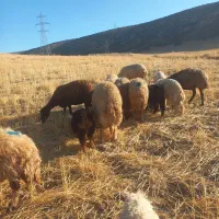 شک داشتی|حیوانات مزرعه|چرداول, |دیوار