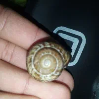 حلزون فروشی|خزنده|خواف, |دیوار