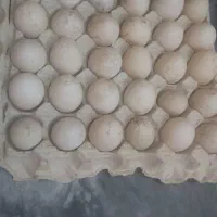 فروش تخم نطفه دار اردک روسی و محلی