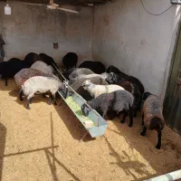 بره نر و ماده