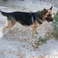 گرگی ماده