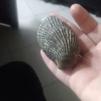 صد ف زیبا خا کستری از دریا