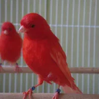 قناری|پرنده|رامهرمز, |دیوار