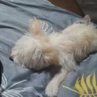 سگ پودل مالتیز|سگ|تهران, تهرانسر غربی|دیوار