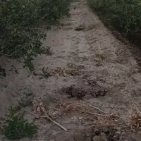 باغ-پسته-منصوراباد