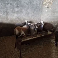 گوسفند|حیوانات مزرعه|الشتر, |دیوار