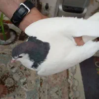 چندتا کفترفروشی ارزان