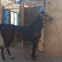 مادیان کرد نوه کامران قدیری دوسر تعید|اسب و تجهیزات اسبسواری|تبریز, |دیوار