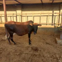 فروش گاو و گوساله|حیوانات مزرعه|دهدشت, |دیوار