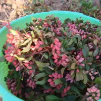 زرشک شاخه ای قائنات