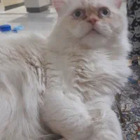 گربه پرشین نر و ماده ۲ ساله