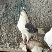 فروش کفتر فقط یک جا