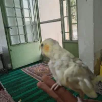 جوجه عروس تازه دونخور|پرنده|کرج, کوی مهر|دیوار