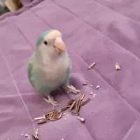 کوتوله وایت فیس|پرنده|مشهد, کوشش|دیوار