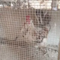خروس ومرغ گلین