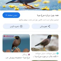 مرغ مینا