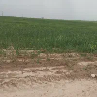 گندم بذر