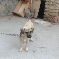 سگ اشپیدز ماده