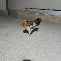 خروس جوان