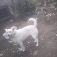 لاری کبوتر