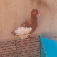 کفتر یهودی سرخ شهرستانی مسافتی یهودی قرمز|پرنده|تهران, خانی‌آباد|دیوار