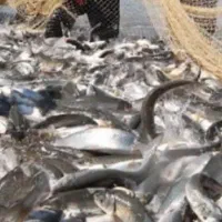 ماهی کپور همه جوره ماهی داریم با بهترین قیمت