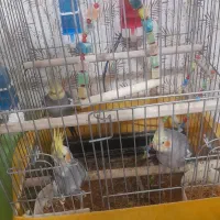 عروس هلندی ۴ عدد فروش