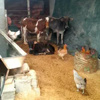 فروش  دو گاو آبستن ( شنگل)