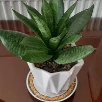 حراج گل پتوس و سانسوریا|گل و گیاه طبیعی|مبارکه, |دیوار