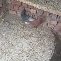 جفت دم سفید اسطوره|پرنده|زرند, |دیوار