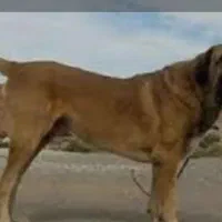 دو عدد سگ اصیل پژدر نروماده