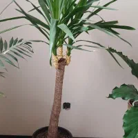 گل یوکا|گل و گیاه طبیعی|فردیس, فردیس|دیوار