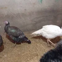 ۱۱تا بوقلمون ۶تا نر ۵تا ماده|حیوانات مزرعه|مشهد, تبادکان|دیوار