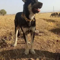 پژدر 15ماهه.توله راموس