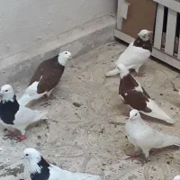 طوقی شازده سفید ابلغ